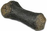 Fossil Sauropod Metatarsal Bone - Bone Cabin Quarry, Wyoming #357054-2
